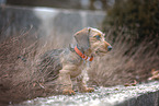 miniature dachshund