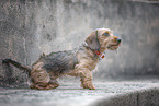 miniature dachshund