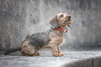miniature dachshund