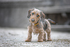 miniature dachshund