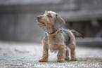miniature dachshund