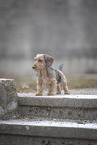miniature dachshund