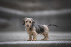 miniature dachshund