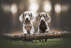 Dachshund puppies