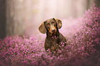 Miniature Dachshund