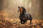 Miniature Dachshund