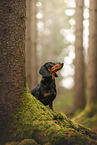 Miniature Dachshund