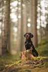 Miniature Dachshund