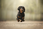 Miniature Dachshund