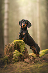 Miniature Dachshund