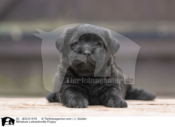 Miniature Labradoodle Puppy / JEG-01476