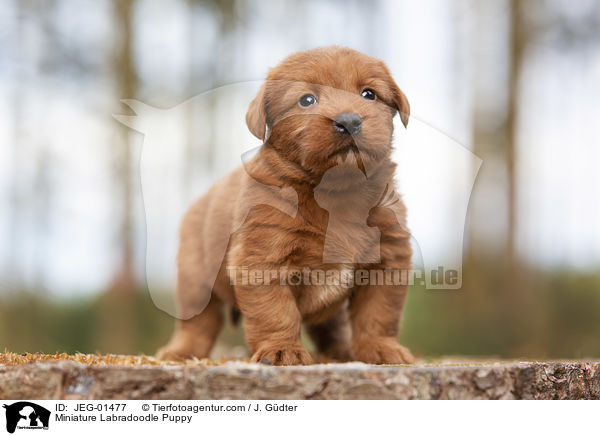 Miniature Labradoodle Puppy / JEG-01477