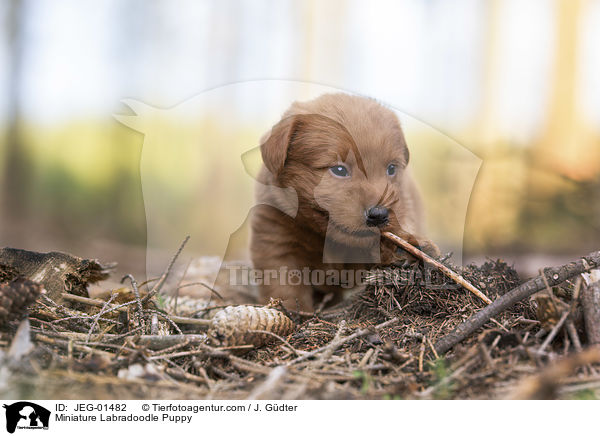 Miniature Labradoodle Puppy / JEG-01482
