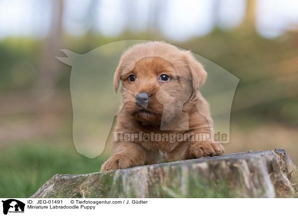 Miniature Labradoodle Welpe / Miniature Labradoodle Puppy / JEG-01491