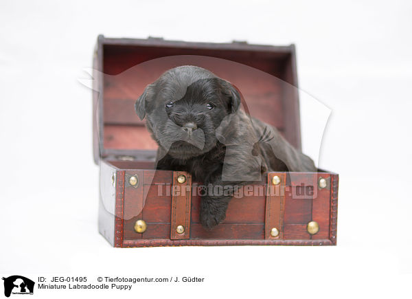 Miniature Labradoodle Welpe / Miniature Labradoodle Puppy / JEG-01495
