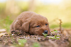 Miniature Labradoodle Puppy