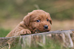 Miniature Labradoodle Puppy