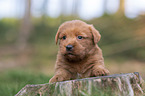 Miniature Labradoodle Puppy