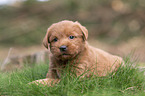 Miniature Labradoodle Puppy