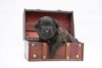 Miniature Labradoodle Puppy