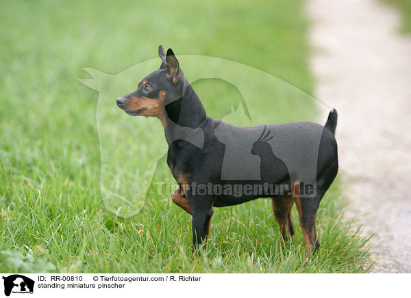 standing miniature pinscher / RR-00810