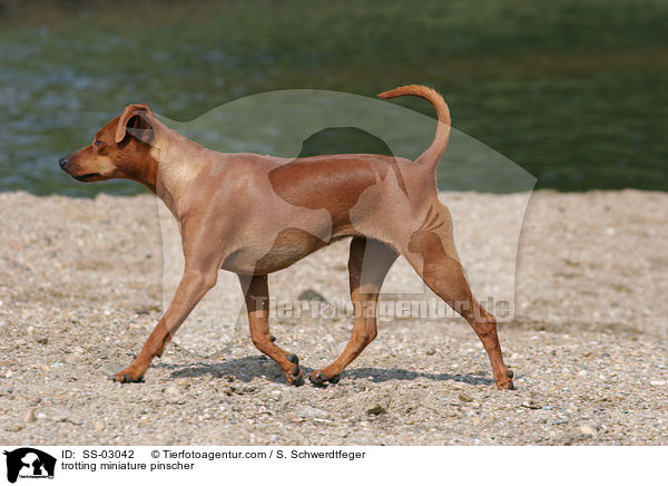 trotting miniature pinscher / SS-03042