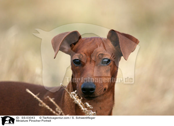 Miniature Pinscher Portrait / SS-03043