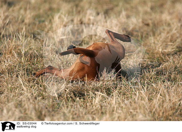 wallowing dog / SS-03044