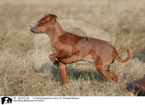 standing Miniature Pinscher / SS-03143