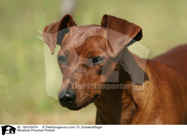 Miniature Pinscher Portrait / SS-03479
