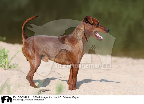 standing Miniature Pinscher / SS-03481
