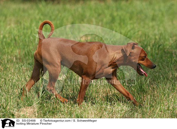 trotting Miniature Pinscher / SS-03488