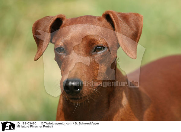 Miniature Pinscher Portrait / SS-03490