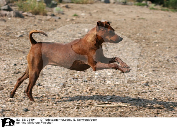 running Miniature Pinscher / SS-03494