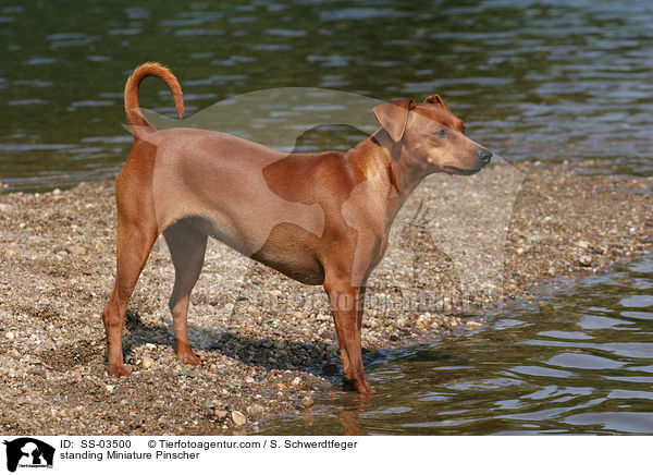 standing Miniature Pinscher / SS-03500
