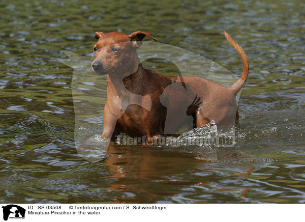 Miniature Pinscher in the water / SS-03508