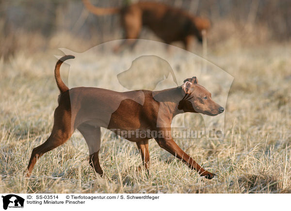 trotting Miniature Pinscher / SS-03514