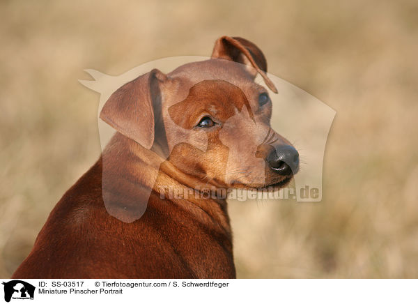Miniature Pinscher Portrait / SS-03517