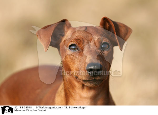 Miniature Pinscher Portrait / SS-03518