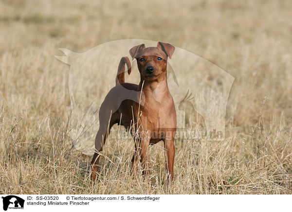 standing Miniature Pinscher / SS-03520