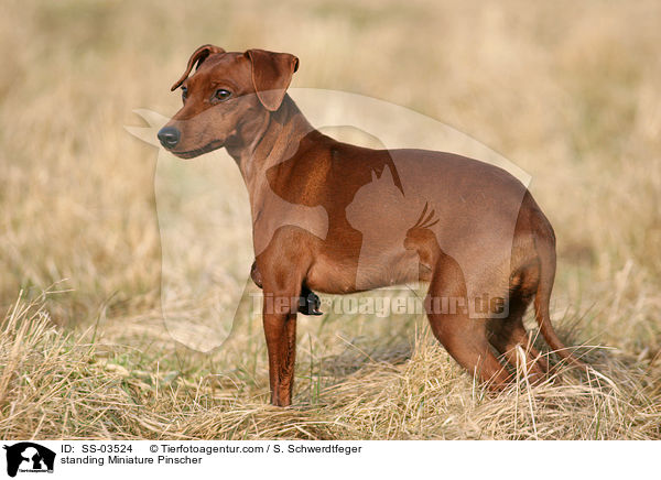 standing Miniature Pinscher / SS-03524