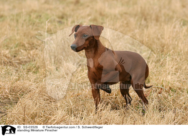 standing Miniature Pinscher / SS-03526
