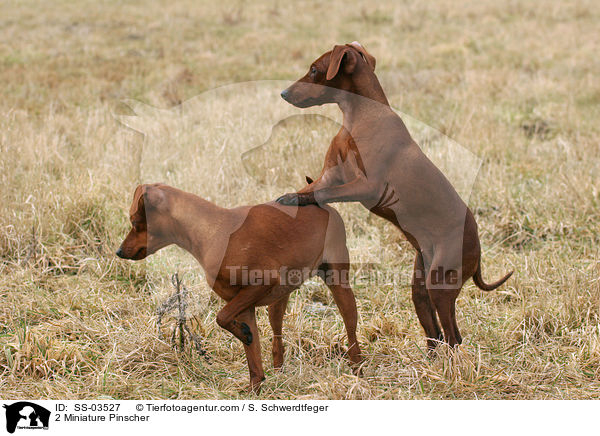 2 Miniature Pinscher / SS-03527