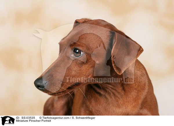 Miniature Pinscher Portrait / SS-03535