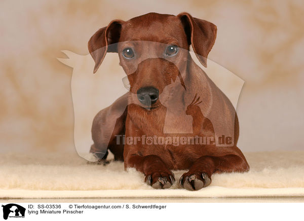 lying Miniature Pinscher / SS-03536