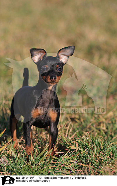 miniature pinscher puppy / JH-01564