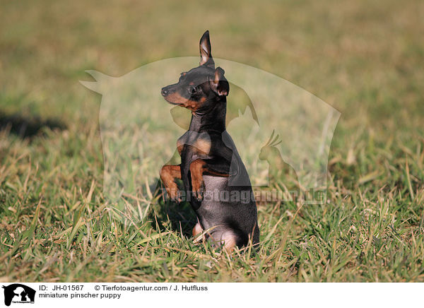 miniature pinscher puppy / JH-01567