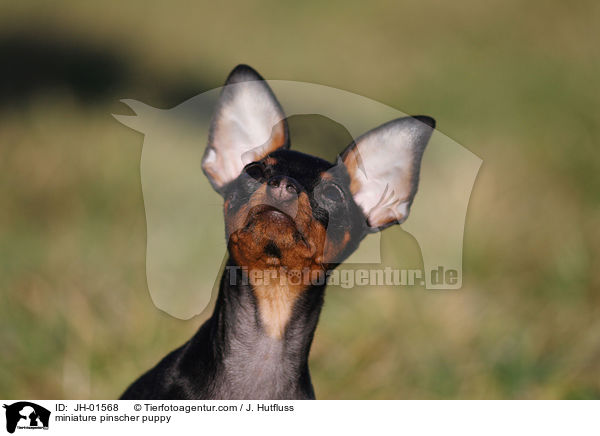 Zwergpinscher Welpe / miniature pinscher puppy / JH-01568