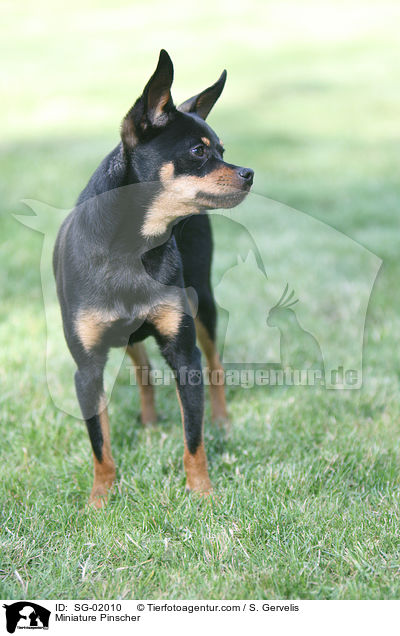 Miniature Pinscher / SG-02010