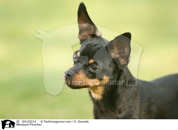 Miniature Pinscher / SG-02014